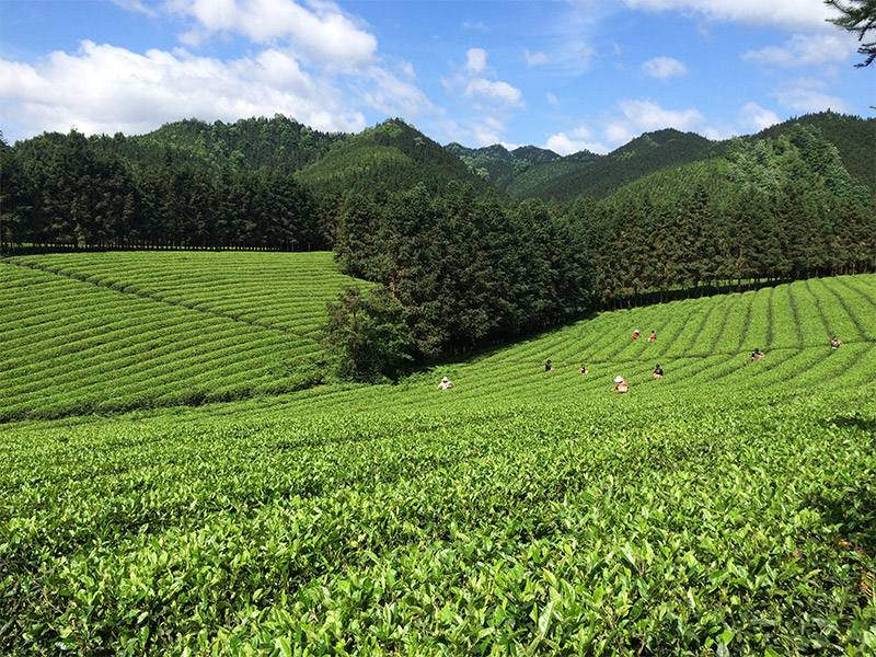 永州示范基地