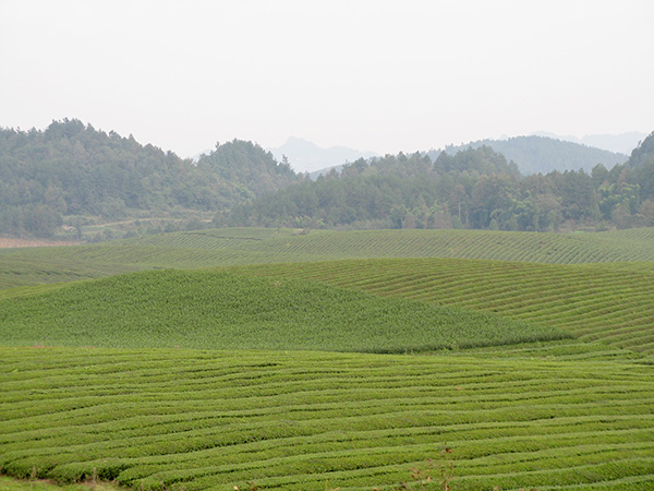 湘益茶園