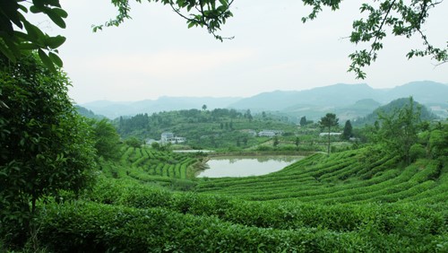 湘茶高科技產(chǎn)業(yè)園 職工食堂及超市承包經(jīng)營服務(wù)招標(biāo)公告