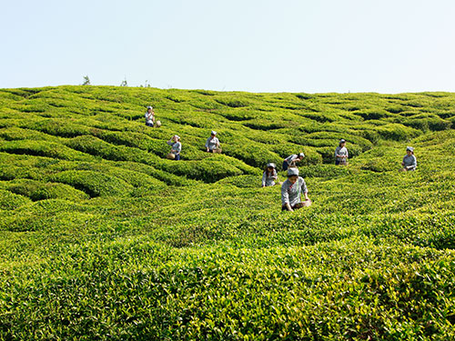 湘益種植基地